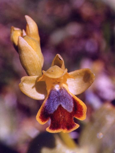 Ophrys archimedea